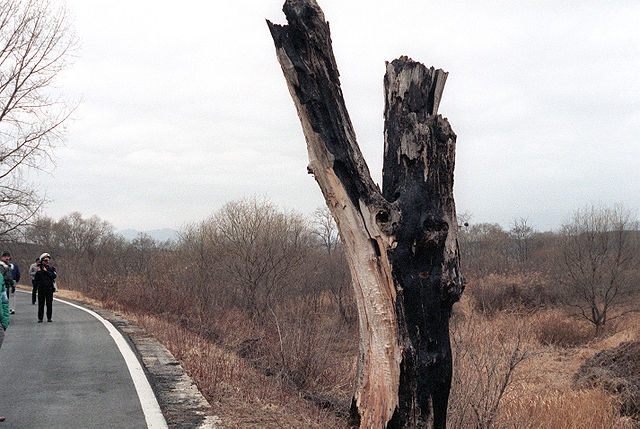 Remnants of the tree that started it all. This picture was taken by U.S. Army personnel, and is in the public domain.